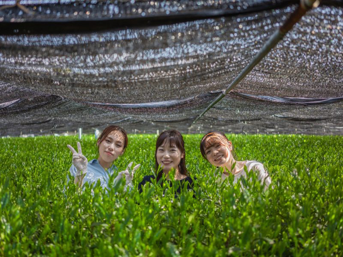 五感で堪能する抹茶の世界、心安らぐちょっと大人の「抹茶街道」