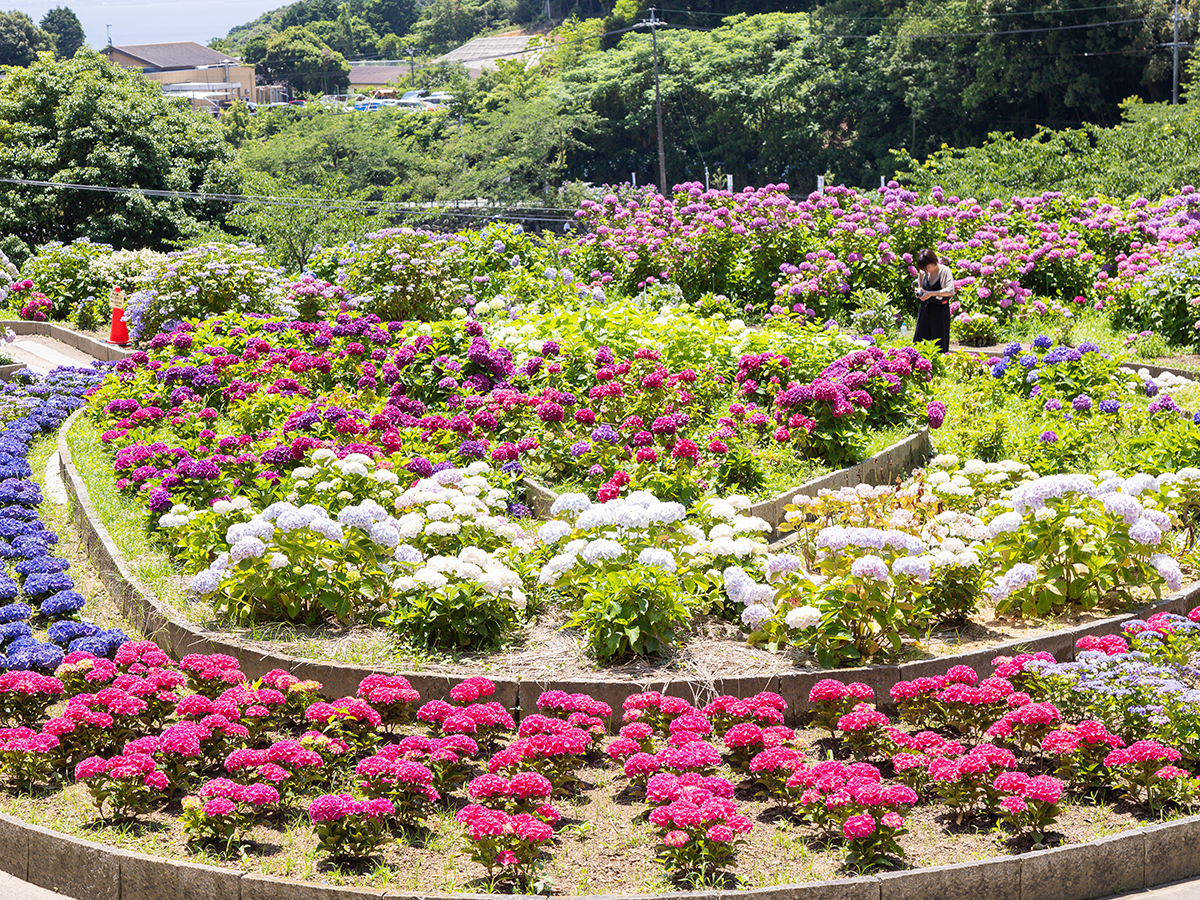 Katahara Onsen Hot Spring Hydrangea Festival
