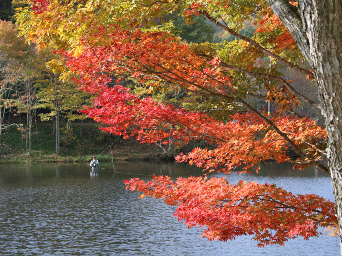 段戸裏谷原生林(きららの森)