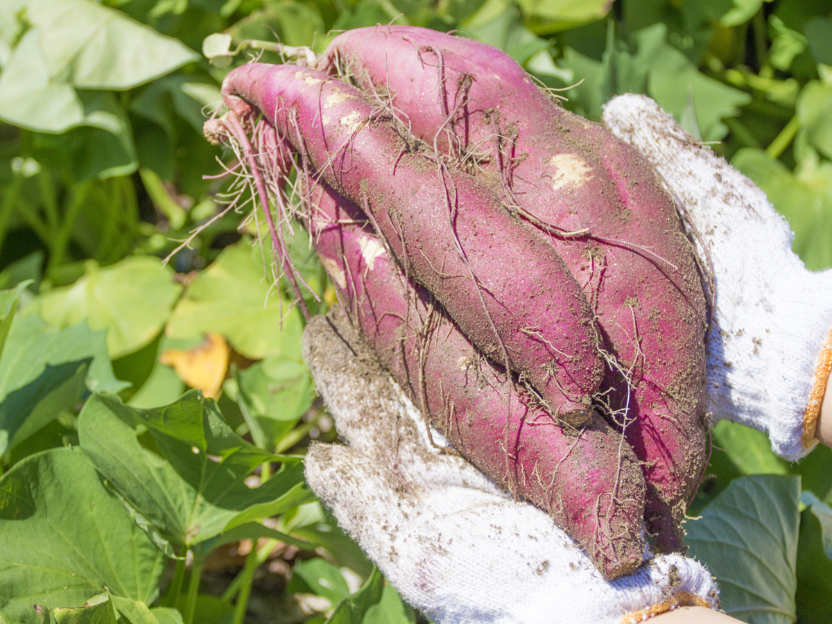 ストロベリーパークみふね　さつまいも農業体験