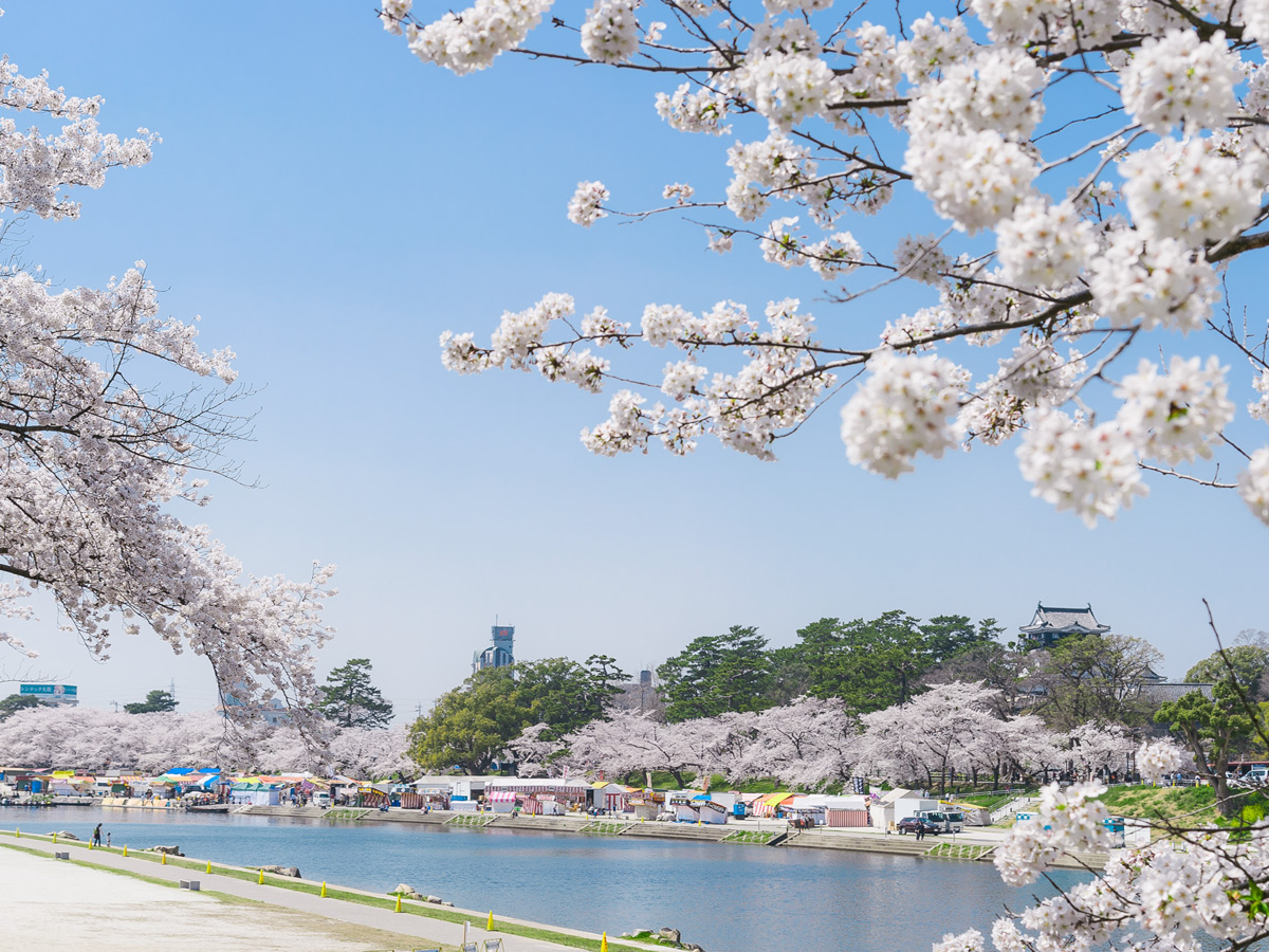 Okazaki Cherry Blossom Festival