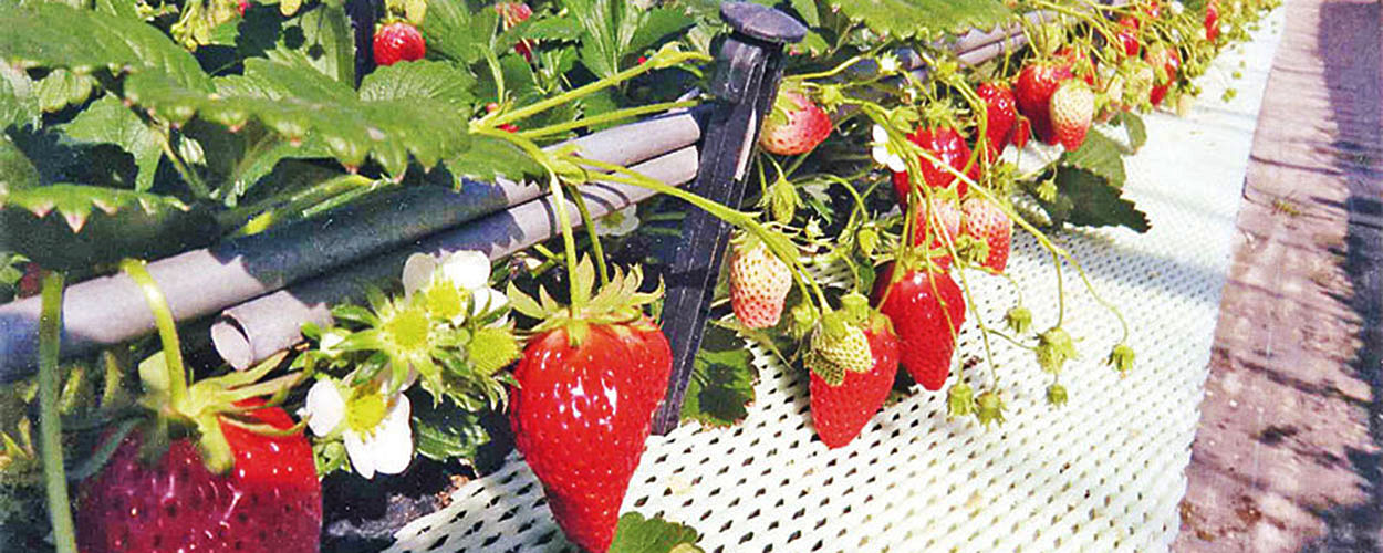 เก็บสตรอว์เบอร์รี่