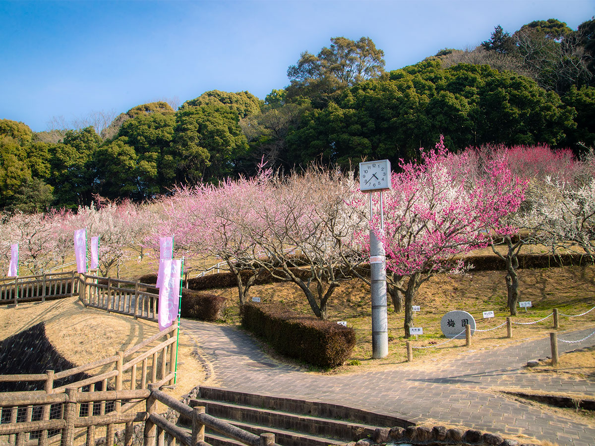 เทศกาลดอกบ๊วยที่สวนอะคัตสึคะยามะ