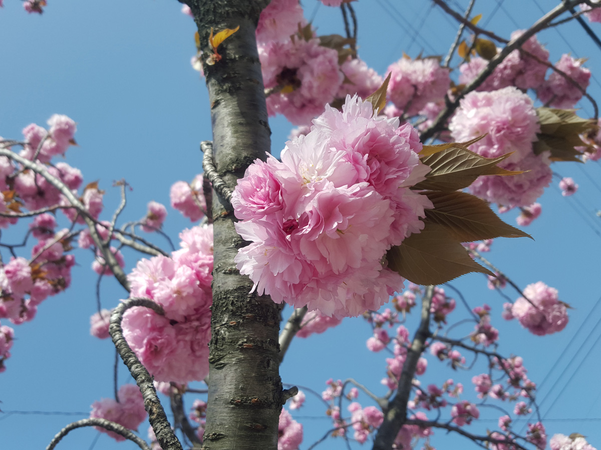 一番街お花見会