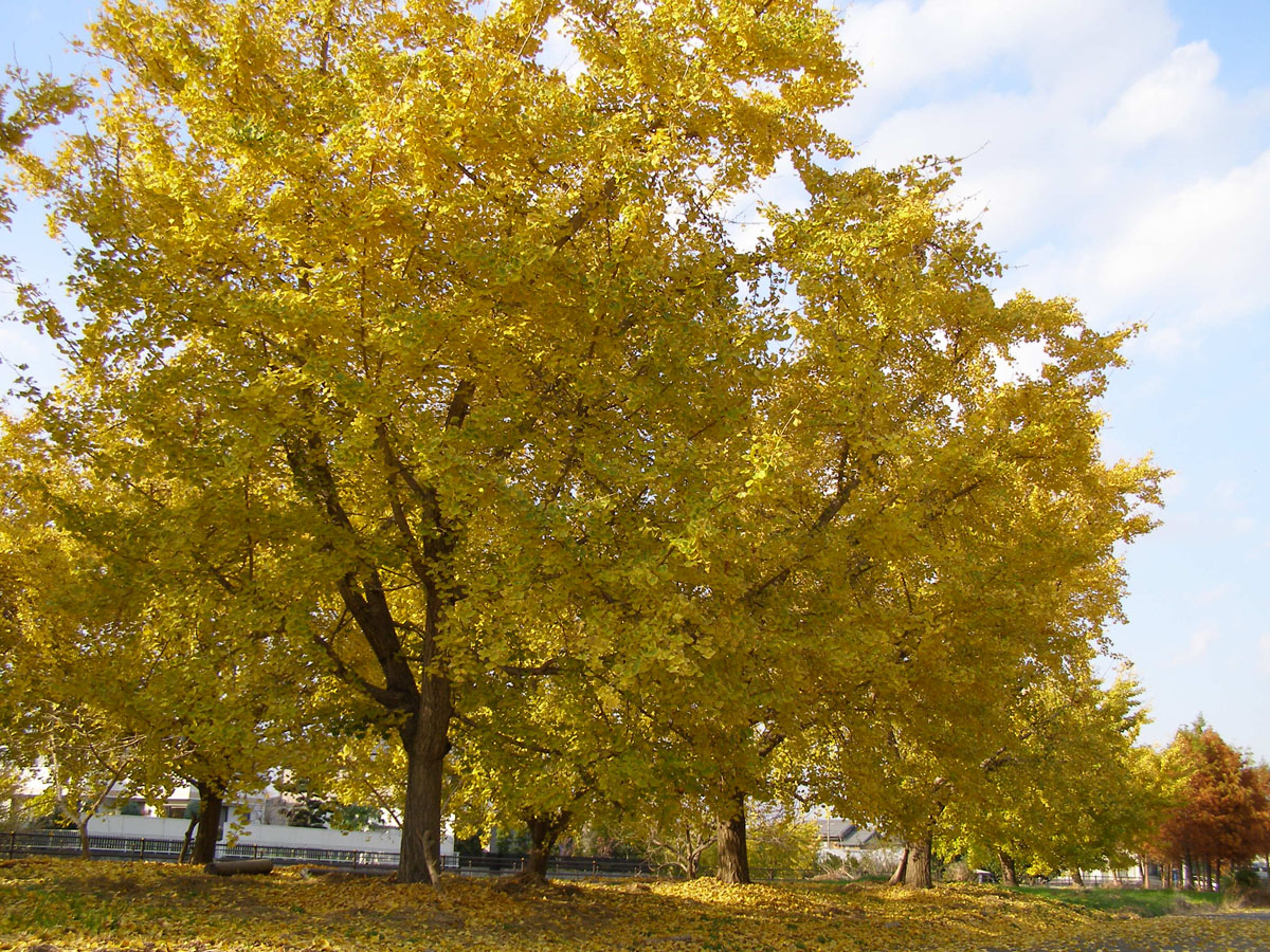 そぶえイチョウ黄葉まつり