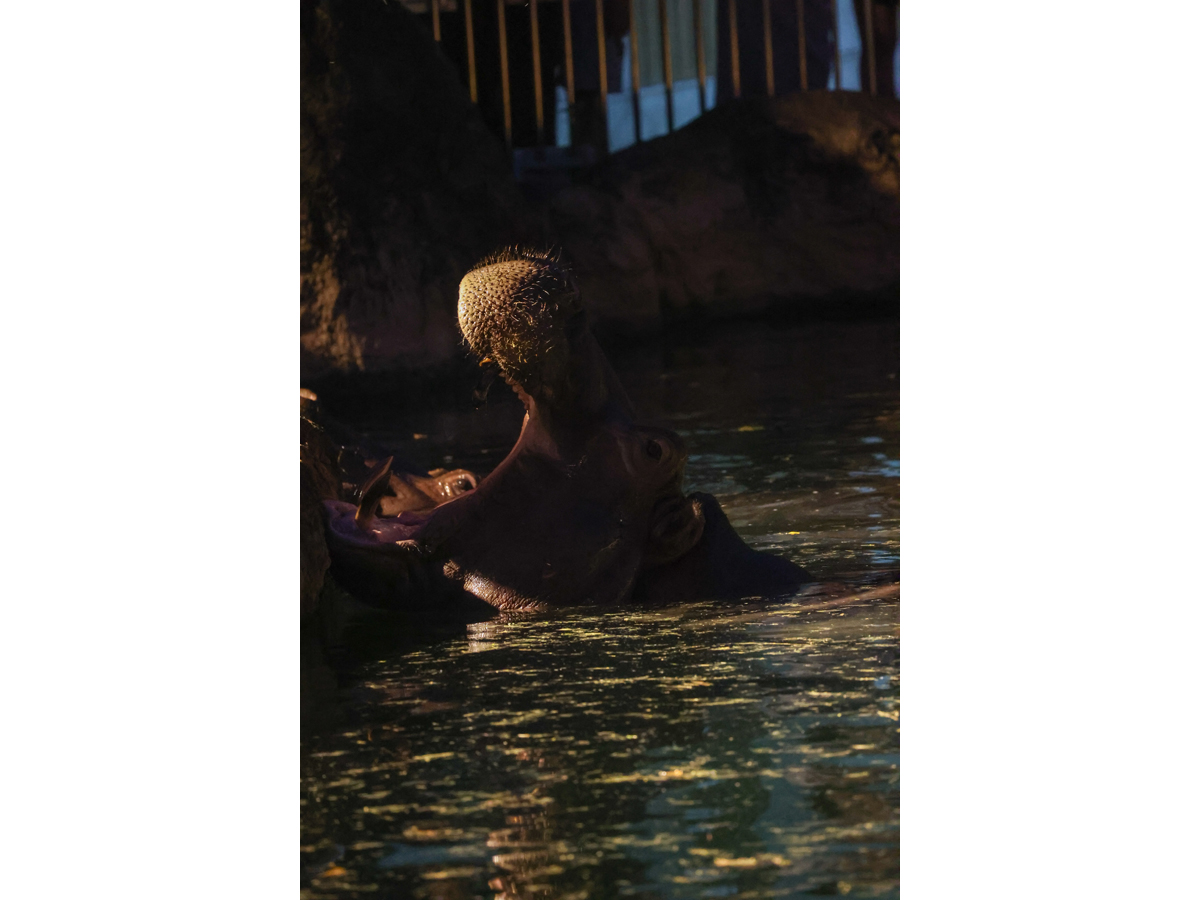 Non Hoi Park Night Zoo