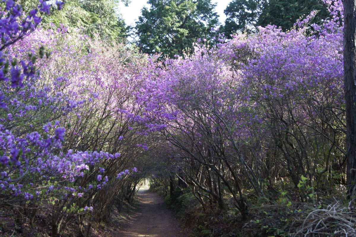 コバノミツバツツジまつり