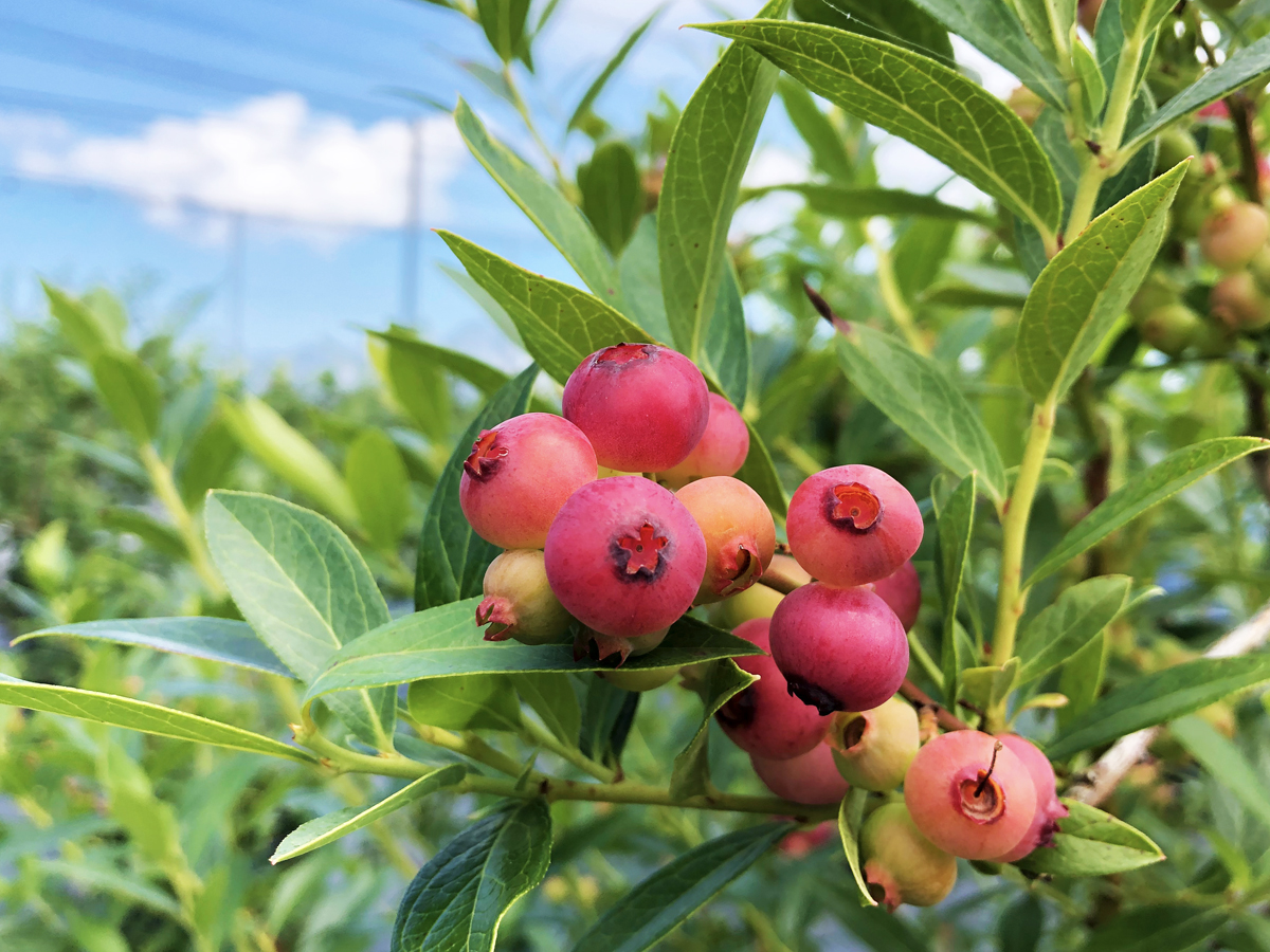 IRAGO藍莓　摘藍莓