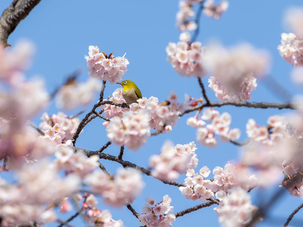 オオカンザクラの並木道