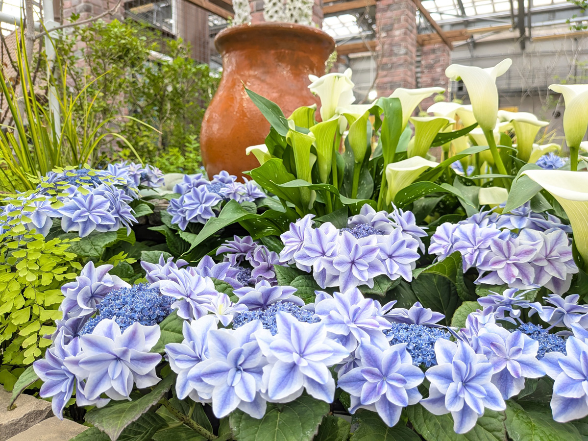 デンパーク フラワーフェスティバル