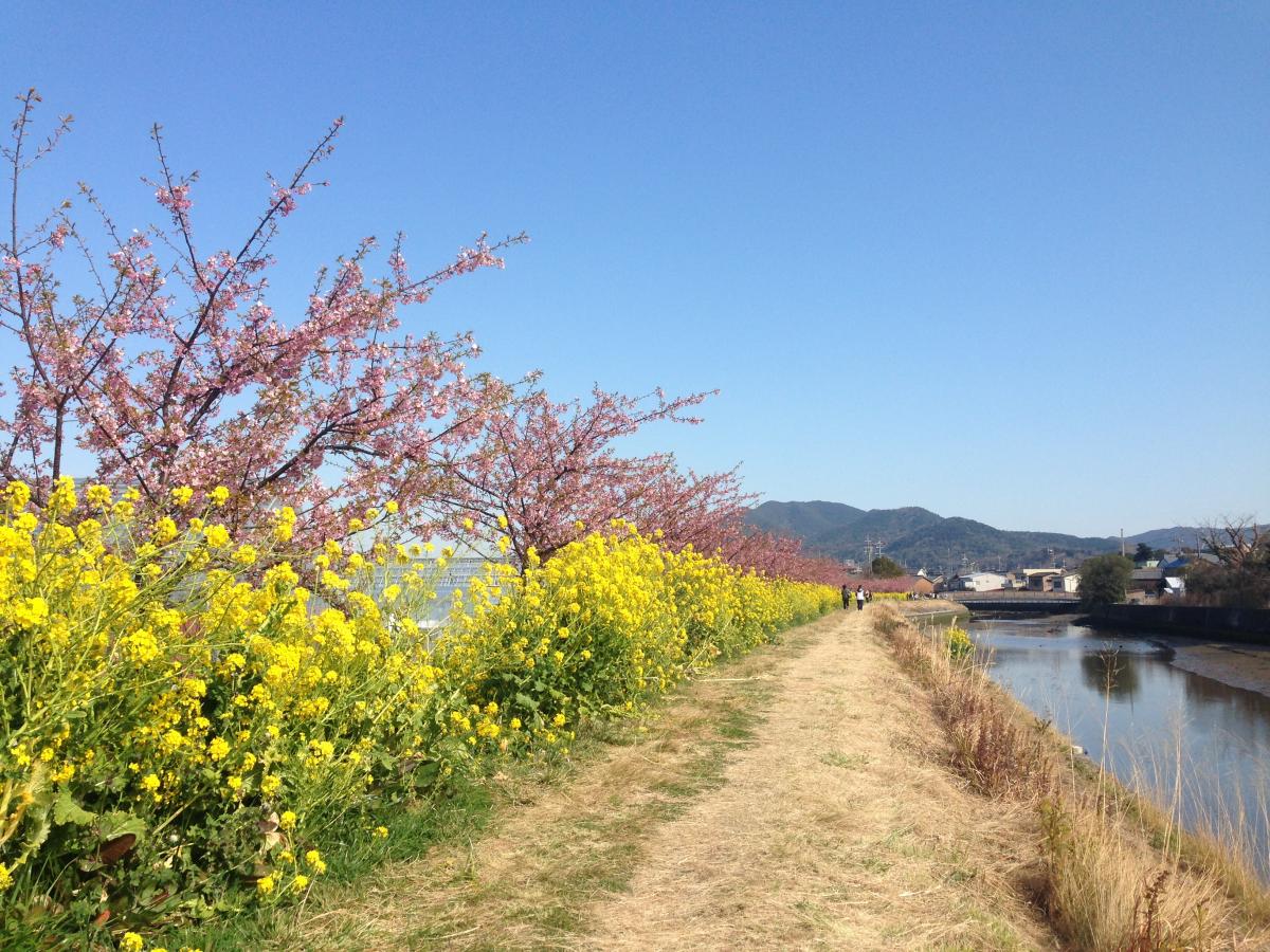免々田川 菜の花・桜まつり