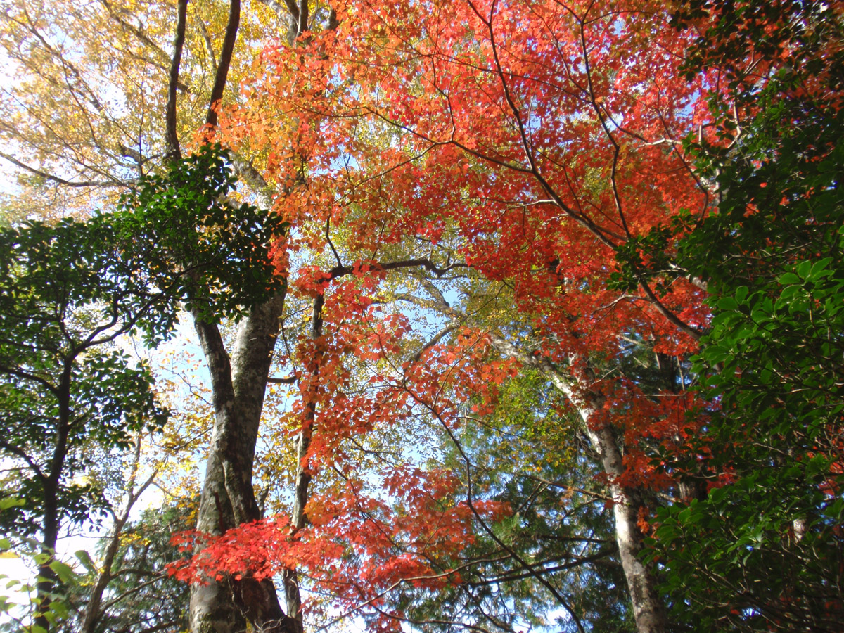 段戸裏谷原生林(きららの森)