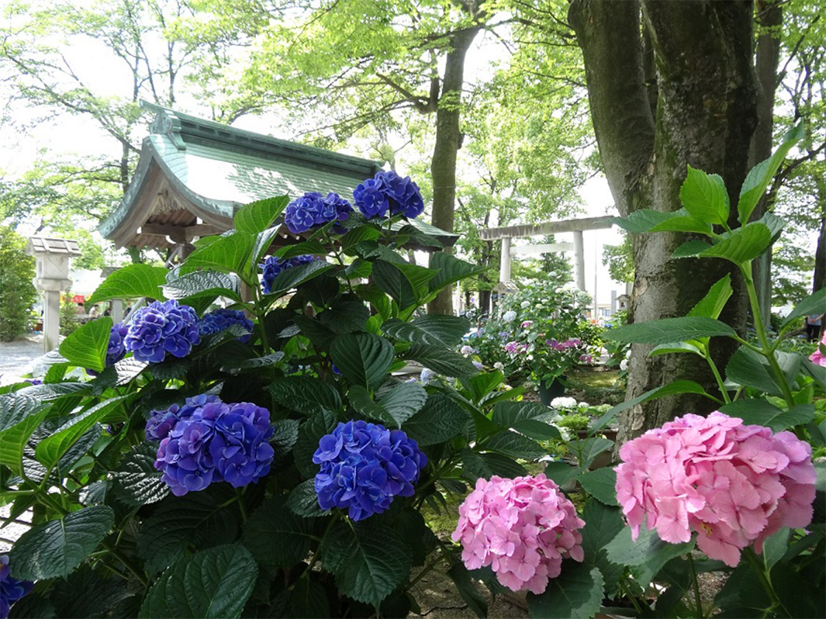 尾西紫阳花节