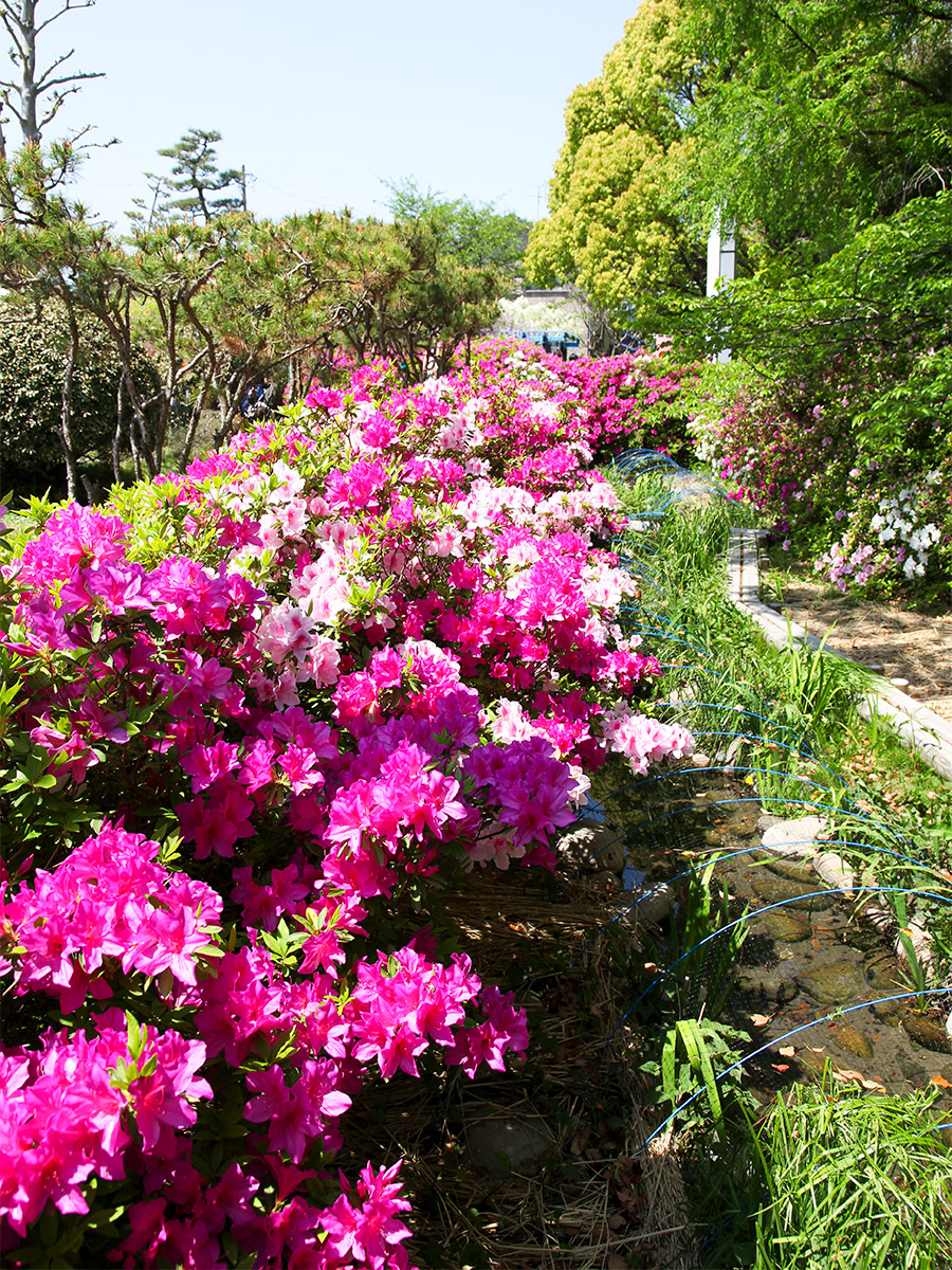 Ichinomiya Azalea Festival