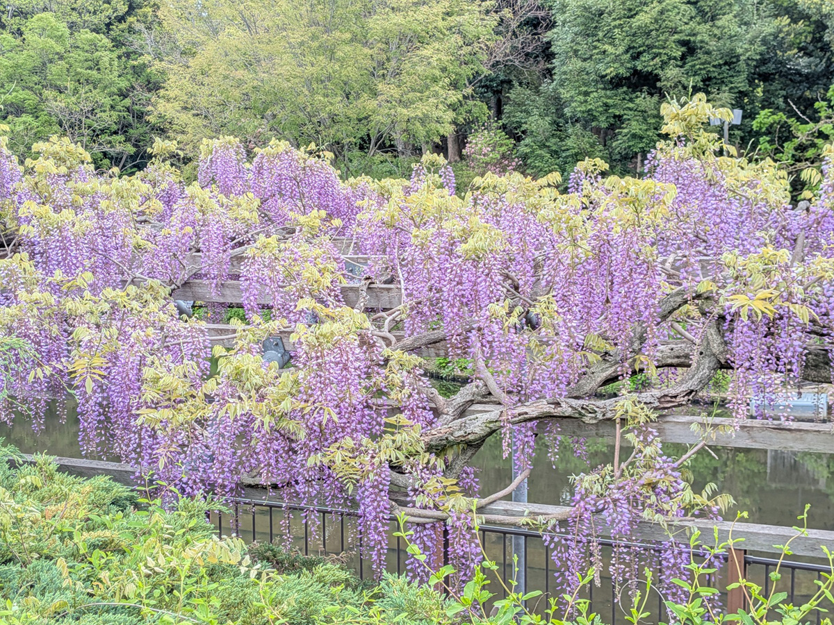 デンパーク フラワーフェスティバル