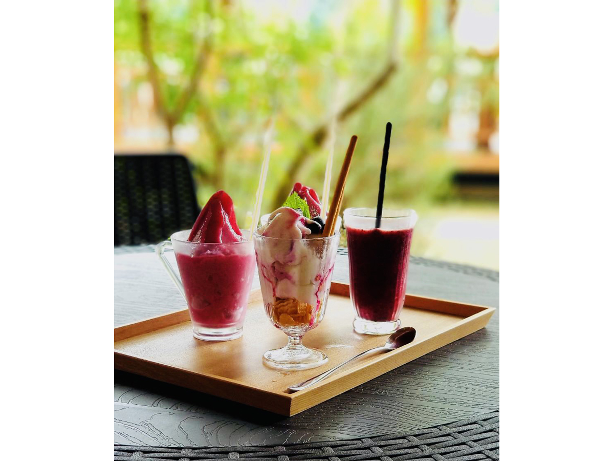 藍莓農園岡崎　摘藍莓