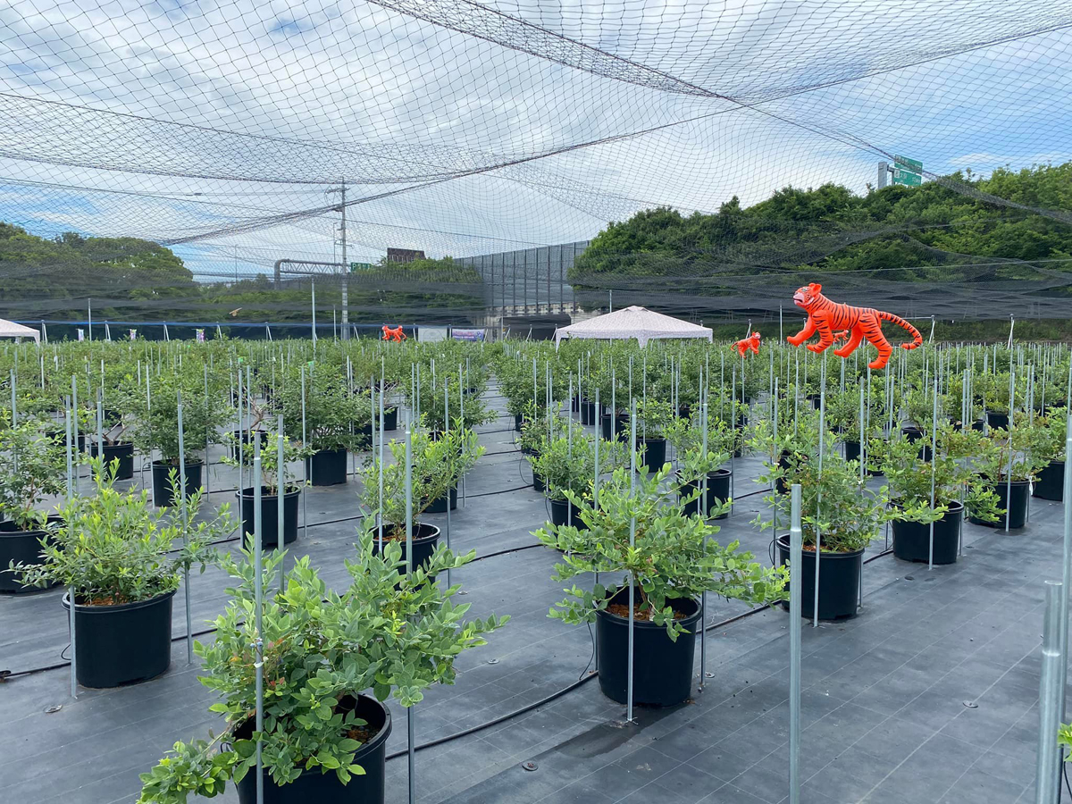 中田の丘ファーム　ブルーベリー農園