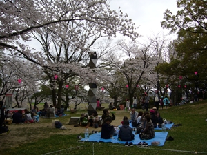 尾张旭・城山公园樱花节