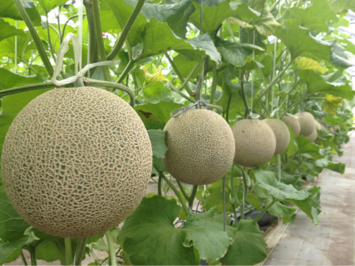 ニュー渥美観光 メロン狩り