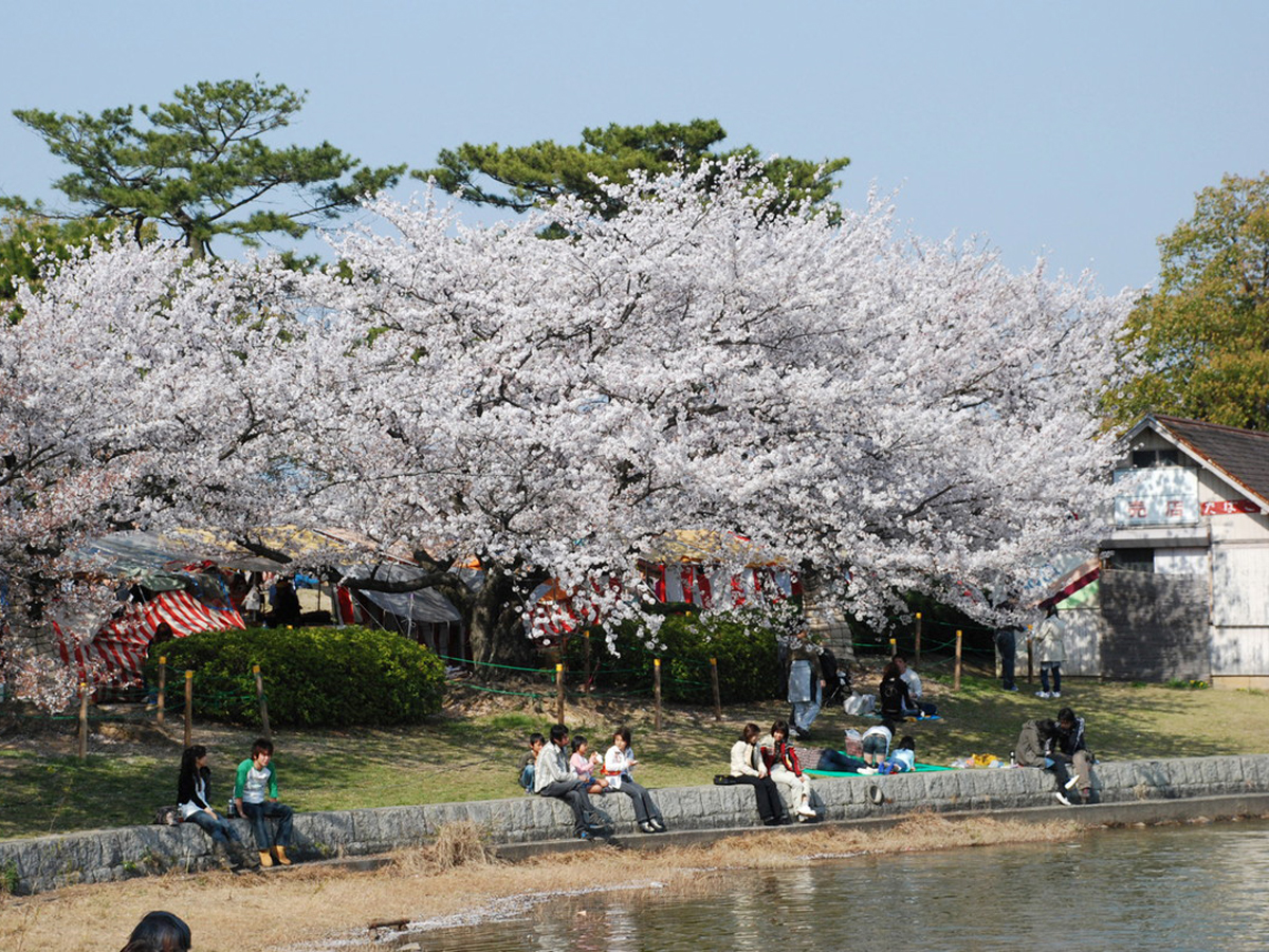 가리야 벚꽃 축제(스하라 공원)