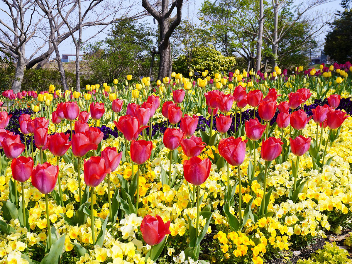 デンパーク フラワーフェスティバル