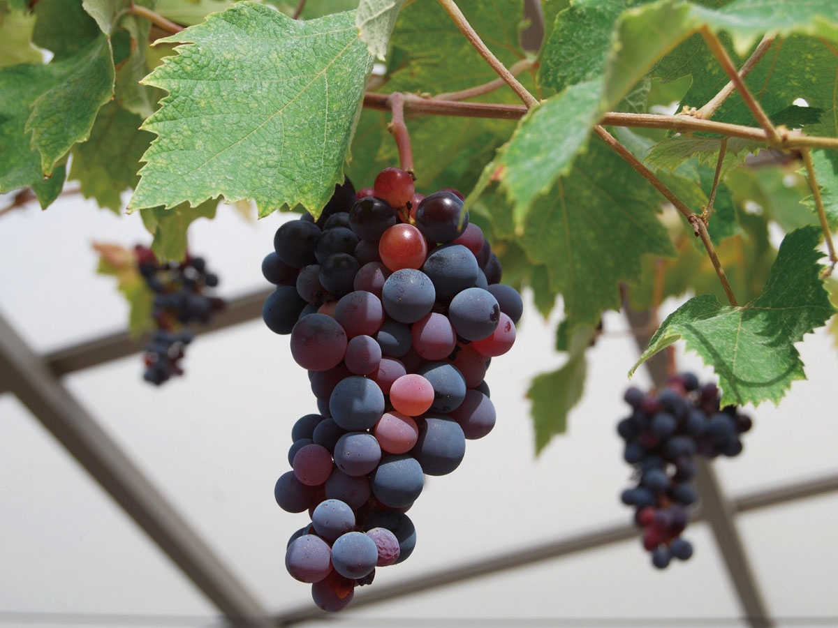 ジョイフルファーム鵜の池