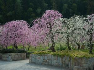 เทศกาลดอกท้อพวงระย้าบาน - ศูนย์เกษตรกรรมนาโกย่า 