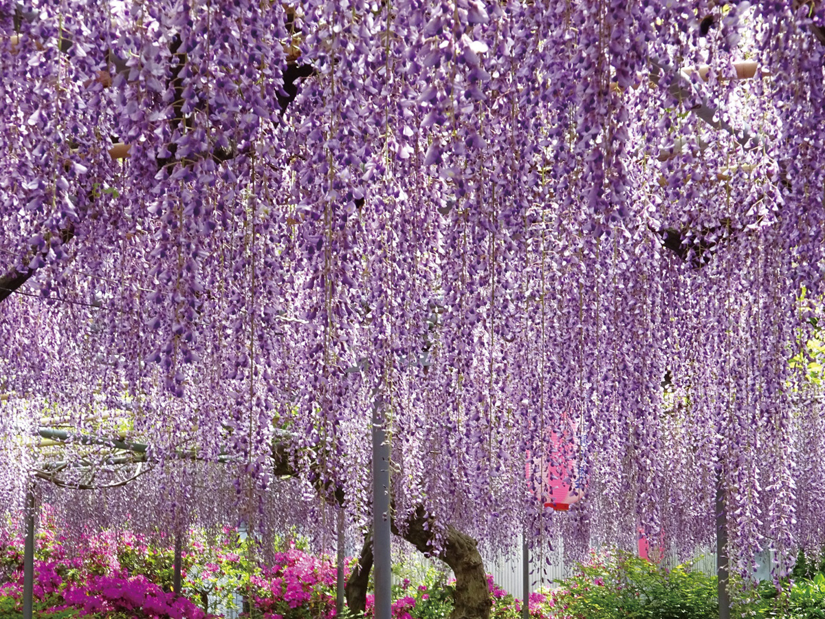 広藤園藤まつり