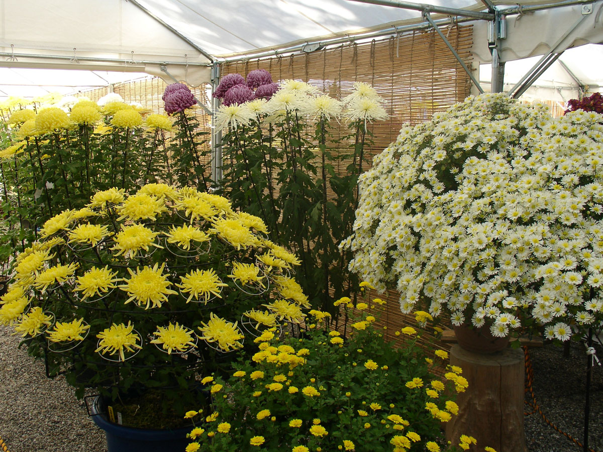 日進市菊花大会