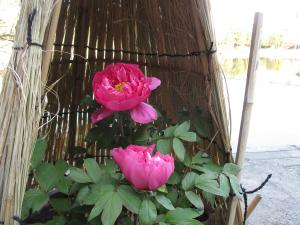 戏寒　德川园的冬季牡丹