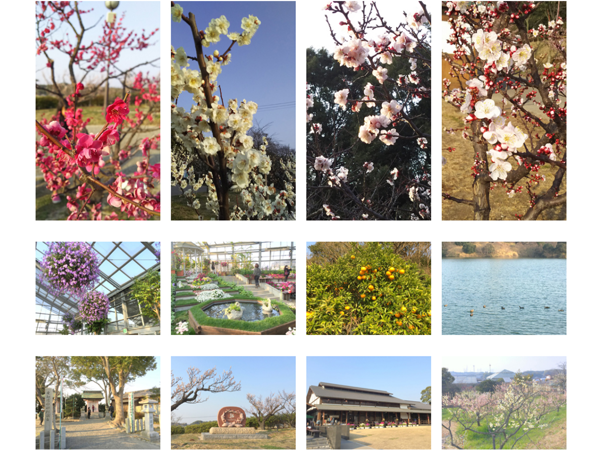 소우리이케 매화 축제