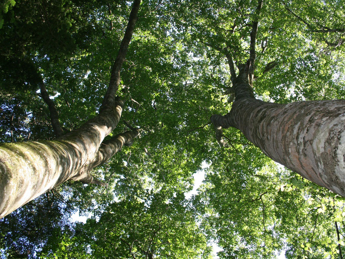 段戸里谷原生林【闪耀森林】