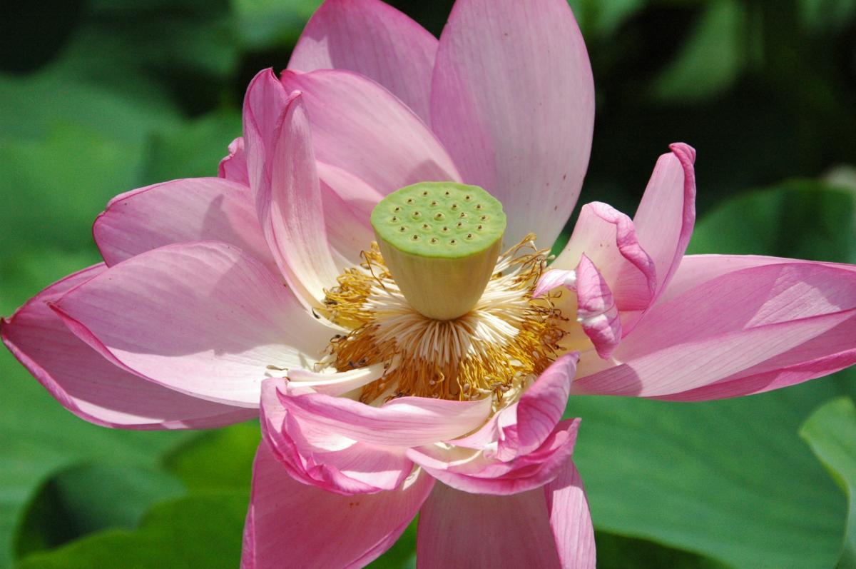 Lotus Flower Viewing Party at Morikawa Lotus Flower Field 