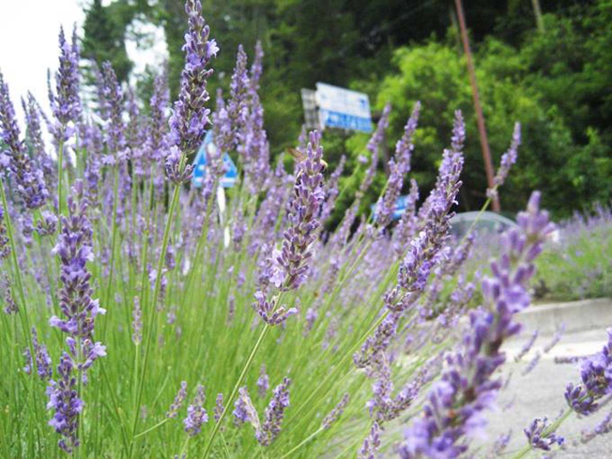 道の駅どんぐりの里いなぶ　ラベンダーフェア