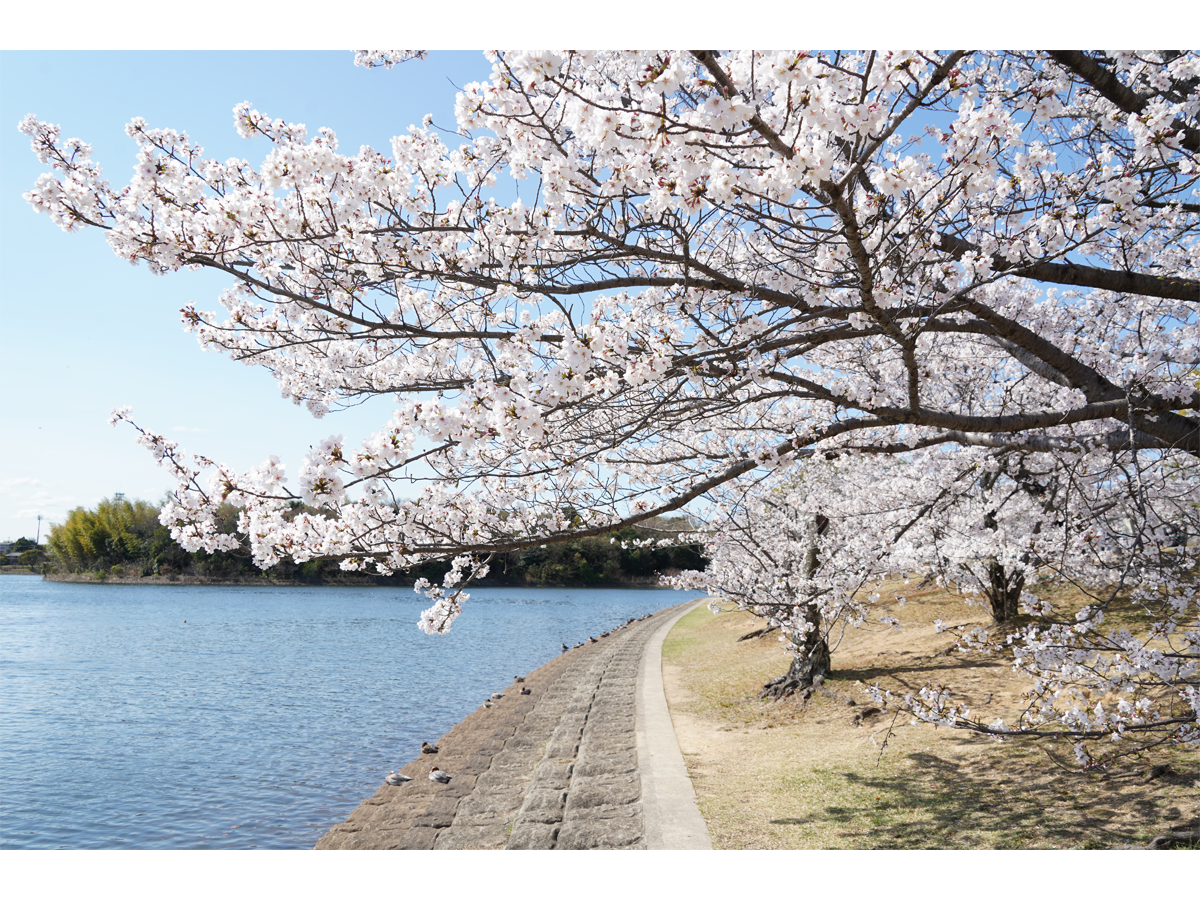 刈谷桜まつり(洲原公園)