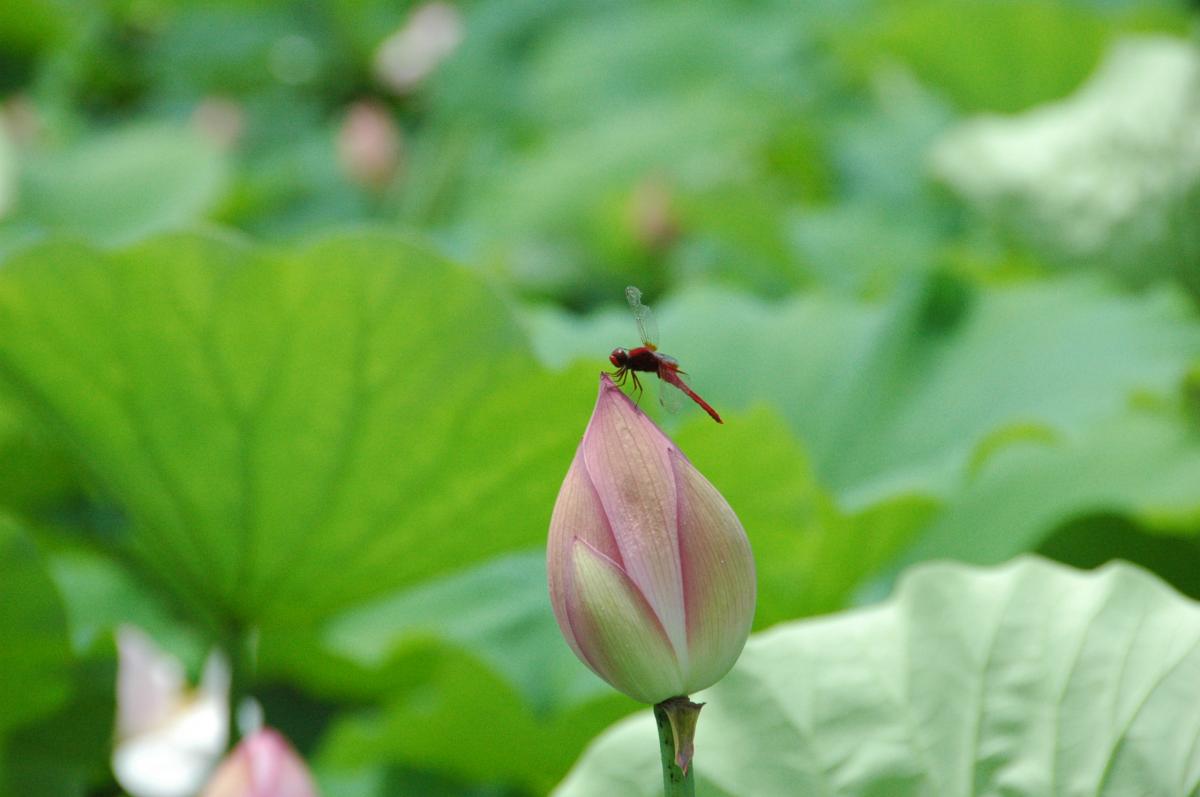 Lotus Flower Viewing Party at Morikawa Lotus Flower Field 