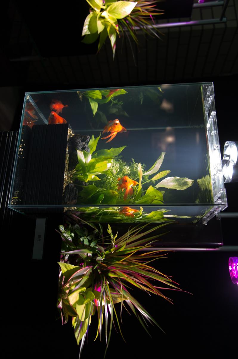 やとみ金魚アクアリウム＆深尾隆介展2018