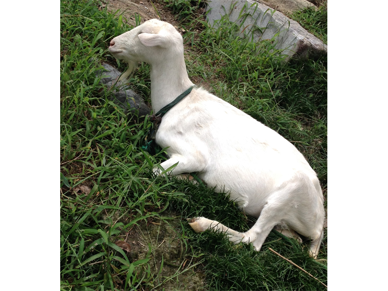 Okazaki Komadachi Grape Picking 