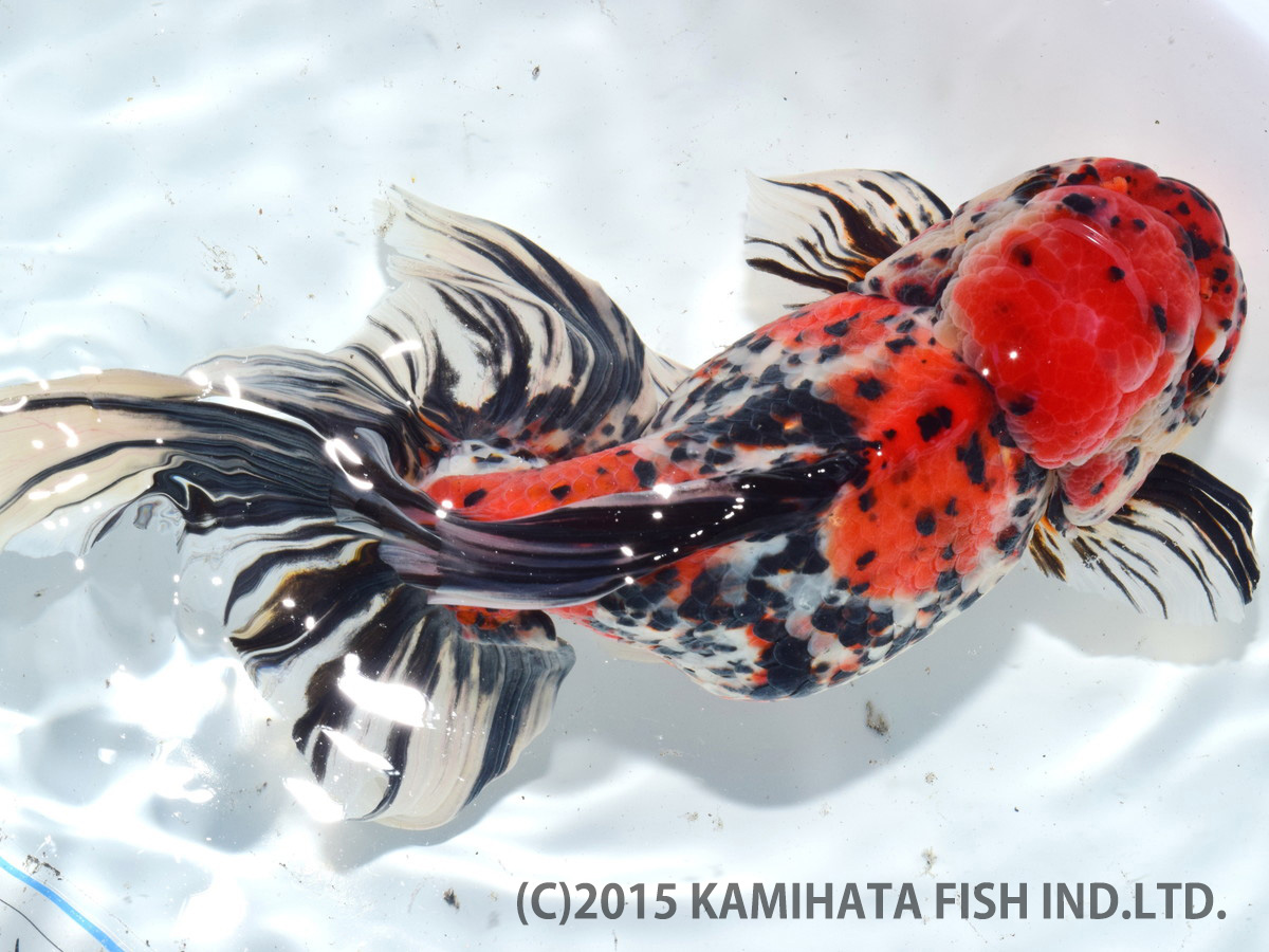 金魚日本一大会