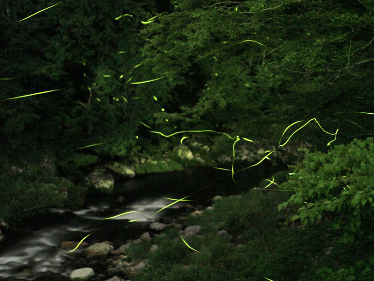 津具ほたる祭り