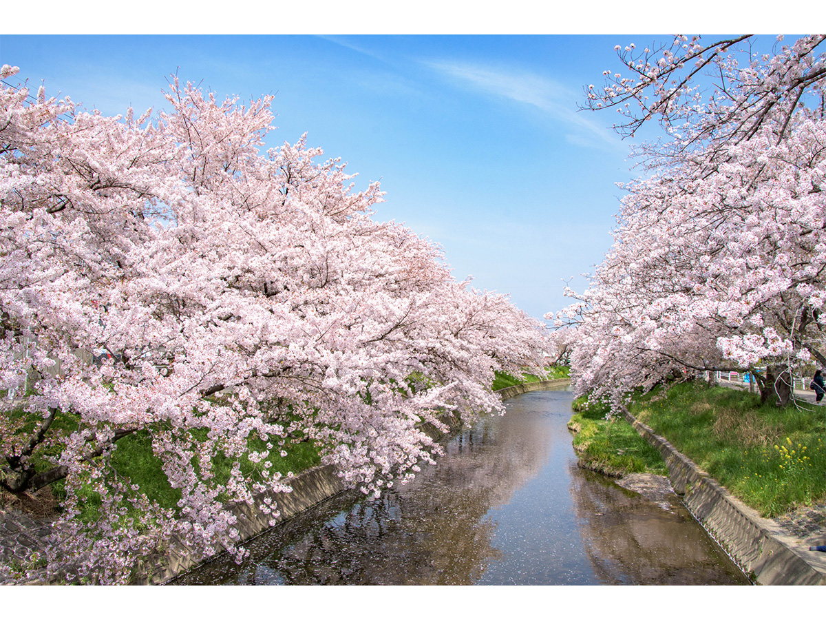 Iwakura Cherry Blossom Festival