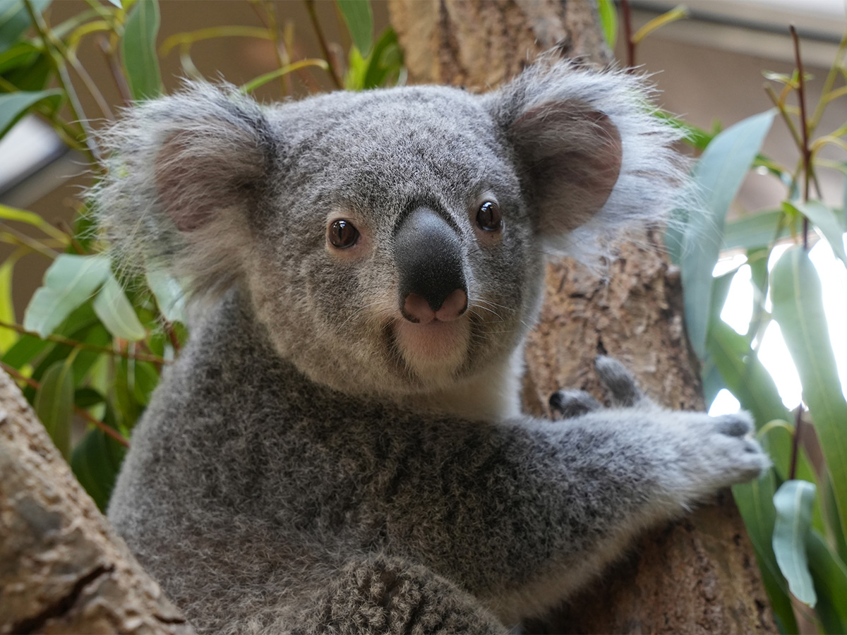 東山動植物園春まつり