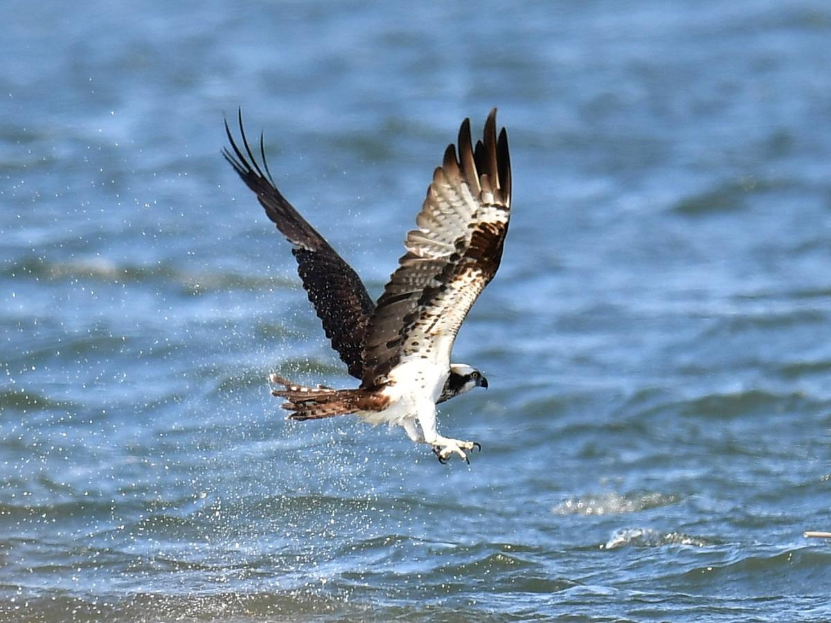 名古屋市野鳥観察館