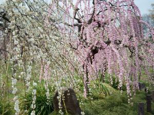 เทศกาลดอกท้อพวงระย้าบาน - ศูนย์เกษตรกรรมนาโกย่า 