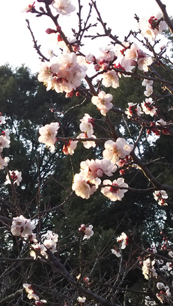 เทศกาลดอกบ๊วยที่สระโซริ ครั้งที่ 34