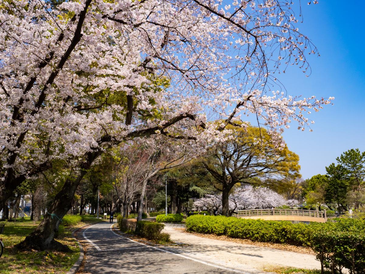名城公園の桜