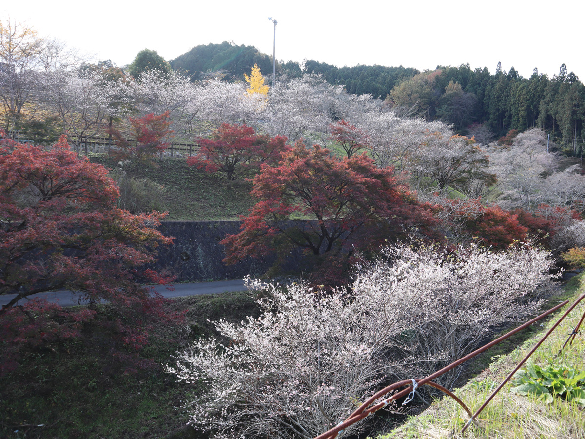 Shikizakura Four-Season Cherry Blossoms - Obara Fureai Park