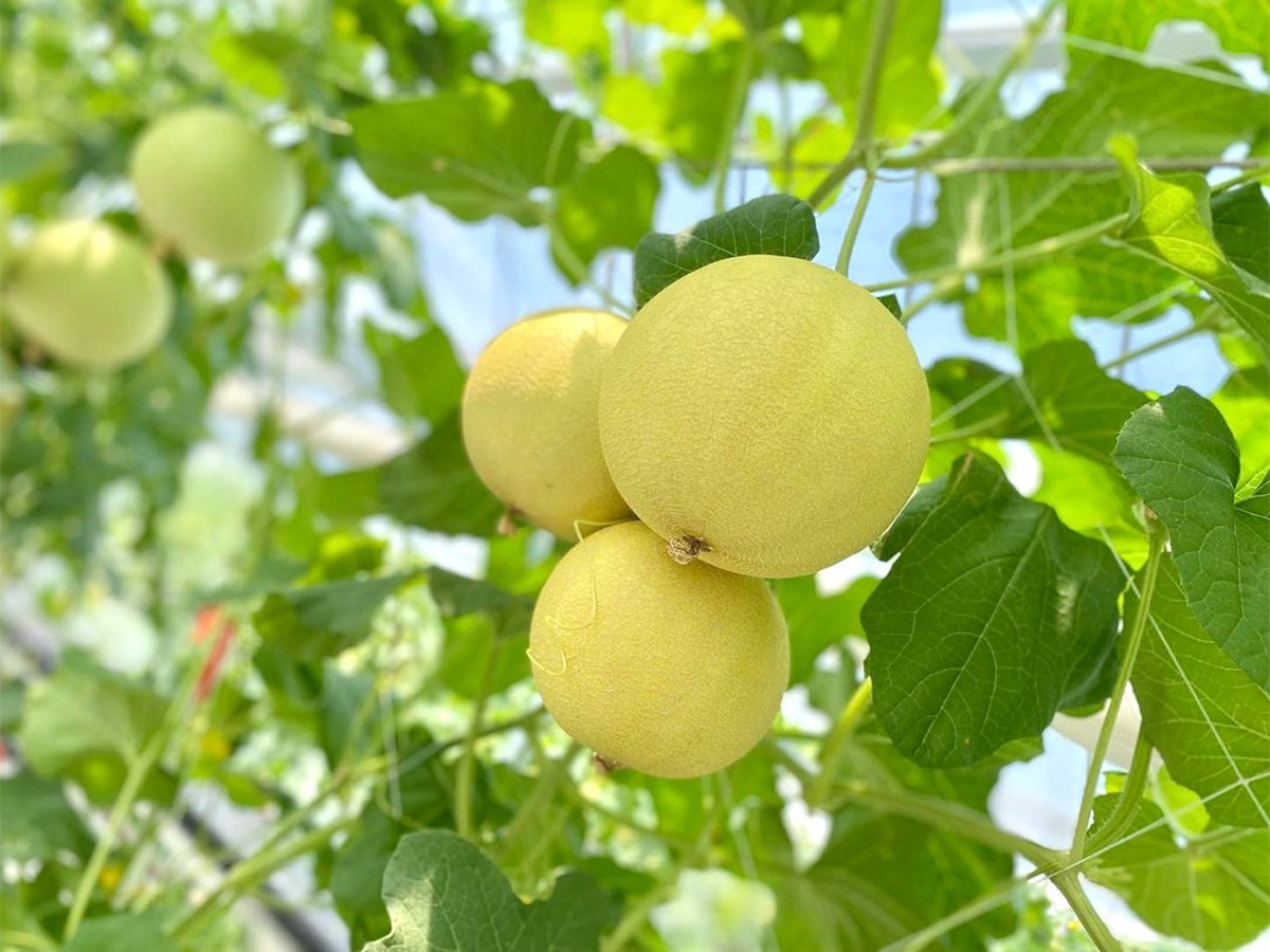 ころたんフェア