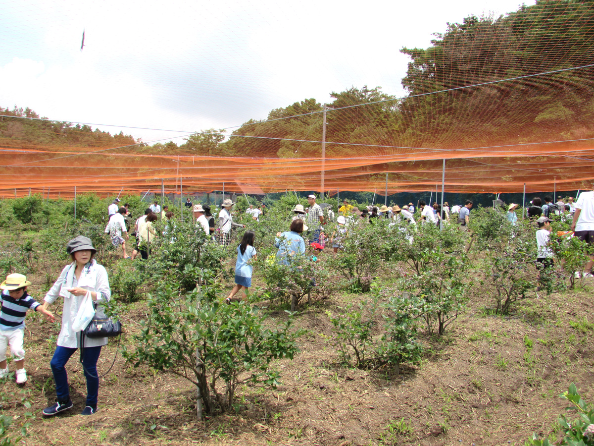 下山バークパーク ブルーベリー農園