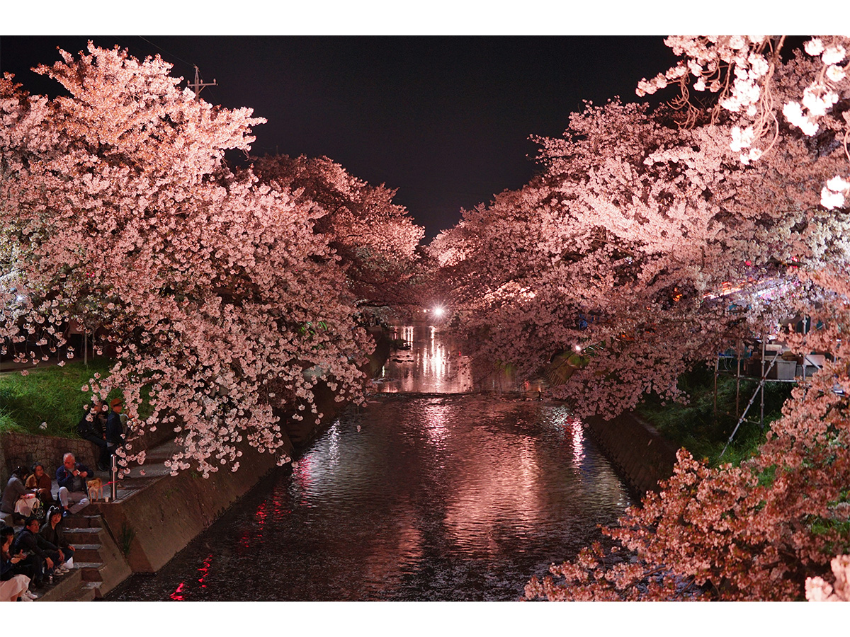 Iwakura Cherry Blossom Festival